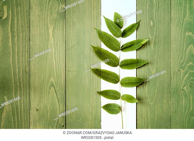 Wooden painted background with green plant. Copy-space