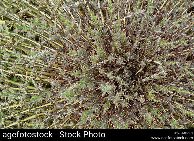 Marsh Thistle (Cirsium palustre), marsh thistle (Compositae), Marsh Thistle close-up of leaf rosette, Powys, Wales, United Kingdom, Europe
