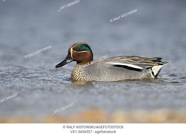 Teal ( Anas crecca ), smallest duck in Europe, male, drake in colourful breeding dress, swimming close by, nice side view