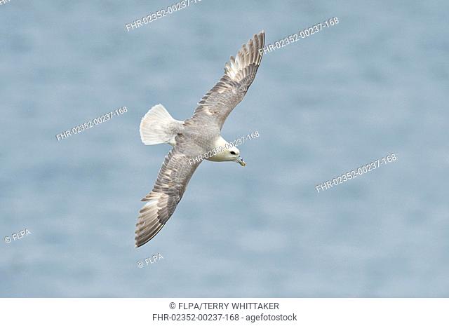 Northern Fulmar Fulmaris glacialis adult, in flight over sea, Saltee Islands, Ireland