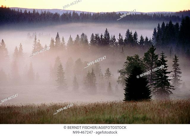 Pine forest, morning fog, sunrise. Raised bog. High moor. Knizeci Plane. Strictly protected area. National Park Sumava. Czech Republic