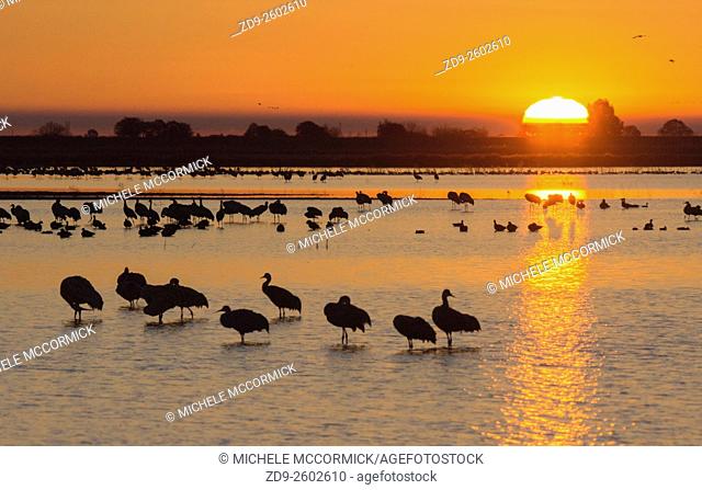Sandhill cranes at dawn