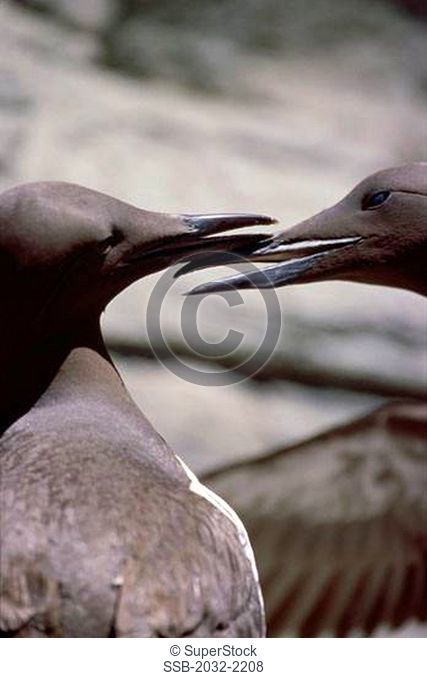 Close-up of two Thick-billed Murres Uria lomvia