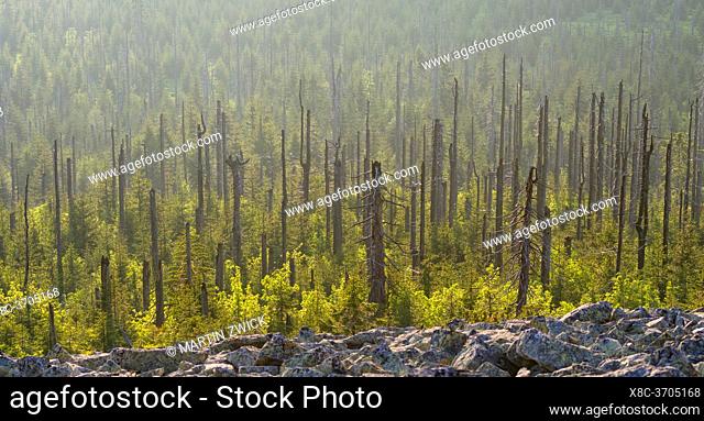 Dead trees are replaced by natural vegetation . View from the peak of Mt. Lusen in the National Park Bavarian Forest (NP Bayerischer Wald)