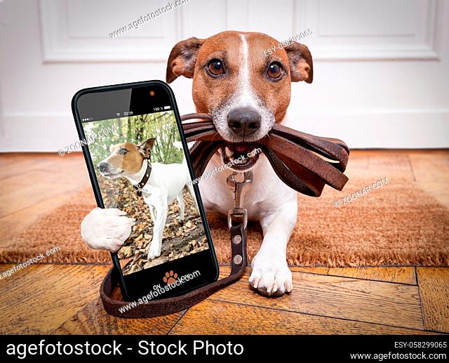 dog with leather leash waiting to go walkies with owner outdoors, making a selfie