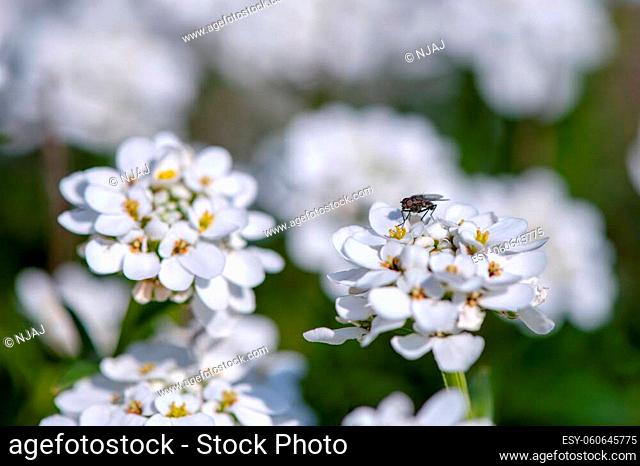 white iberis flowers and fly