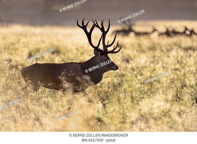 Red deer (Cervus elaphus), two Royal Stags with does, dewy meadow, backlit, Zealand, Denmark