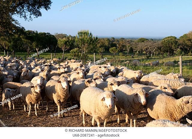 Sheep farming, Barradas da Serra estate, Grandola, Alentejo, Portugal