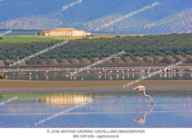 Greater Flamingos (Phoenicopterus ruber), Fuente de Piedra Lagoon, Málaga province, Andalusia, Spain, Europe
