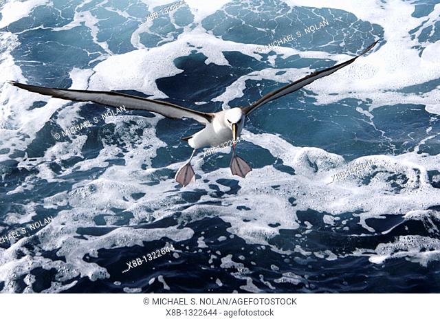 Adult yellow-nosed albatross Thalassarche chlororhynchos on the wing in the oceanic waters surrounding the Tristan da Cunha Island Group in the South Atlantic...
