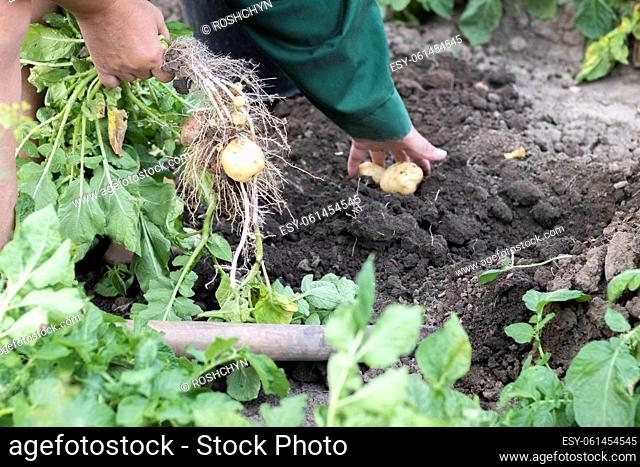 Harvesting potatoes from the soil. Newly dug or harvested potatoes on rich brown ground. Fresh organic potatoes on the ground in a field on a summer day