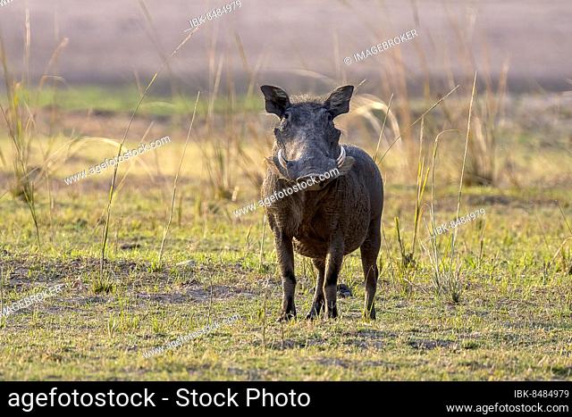 Common warthog (Phacochoerus africanus), eye contact, South Luangwa, Zambia, Africa