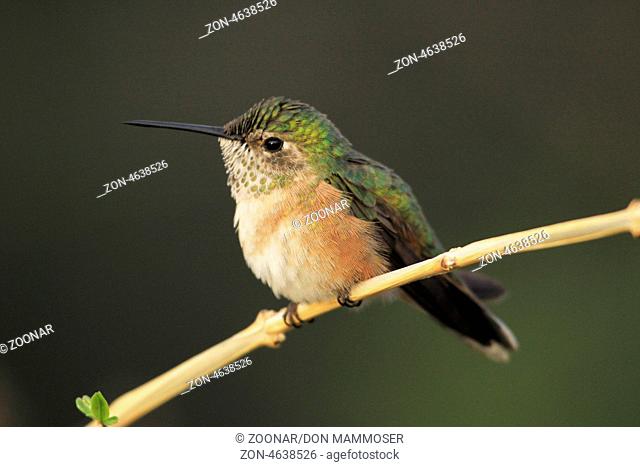 Calliope Hummingbird (Selasphorus calliope)