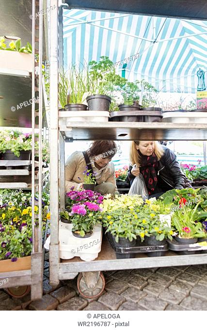 Mature women selecting plants in nursery