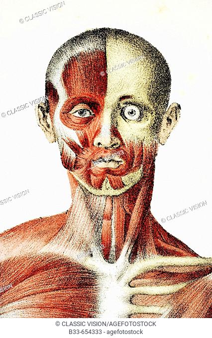 Head and shoulders of the male human body showing muscles sinews and bones from The Vessels of the Human Body edited by Jones Quain and William Wilson published...