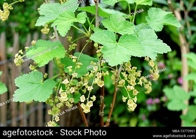 The red currant (Ribes rubrum) in flower