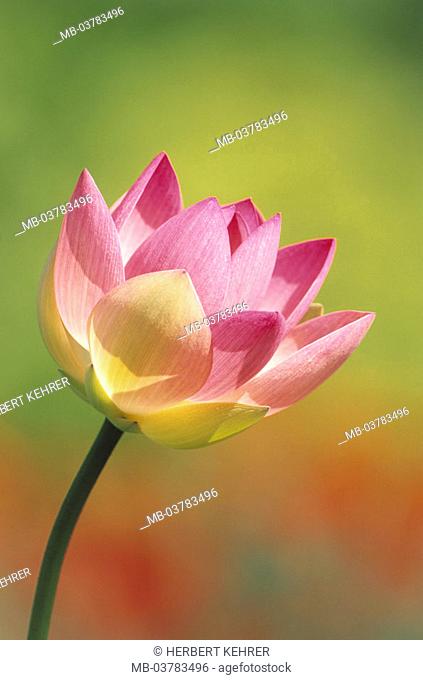 Egyptian lotus, Nelumbo nucifera, Bloom  Nature, flora, vegetation, botany, plant, water plant, waterlily plants, lotus bloom, lotuses, blooms, tender, pink