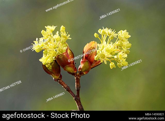 Norway maple (Acer platanoides), inflorescence in spring, North Rhine-Westphalia, Germany