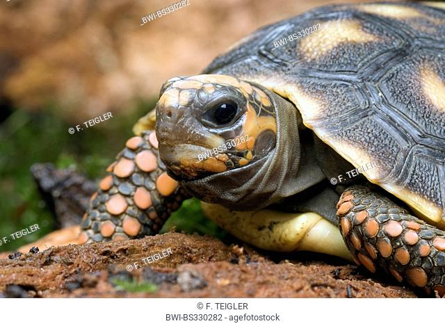 Red-footed tortoise, South American red-footed tortoise, Coal tortoise (Geochelone carbonaria, Testudo carbonaria, Chelonoidis carbonaria), portrait