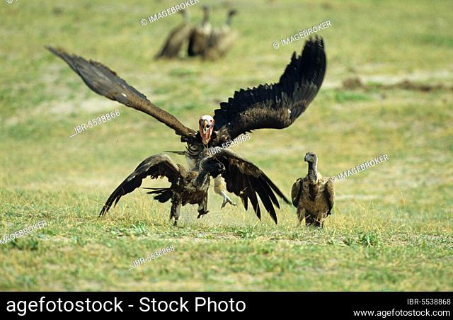 Lappet-faced Vulture (Torgos tracheliotus) chasing African White-backed Vulture, Chobe N. P. Botswana