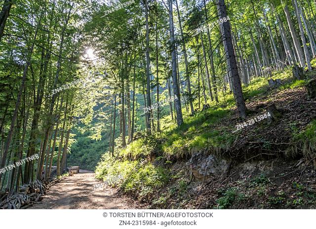 Forest Road Heading Towards Planwiesen Recreational Area, Kalkalpen National Park, Austria