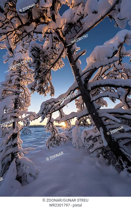 winter landscape, Lapland, Sweden