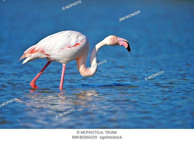 Greater flamingo, American flamingo, Caribbean Flamingo (Phoenicopterus ruber ruber), on the feed in water, USA, Florida, Everglades National Park