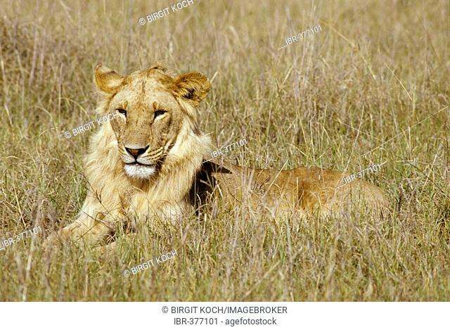 Young male lion (panthera leo) lying in high grass, Masai Mara National Reserve, Kenya