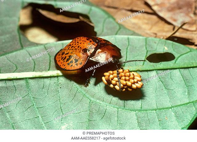 Tortoise Beetle (Omaspides sp) Female Guard Eggs under Leaf in Rainforest, Peru