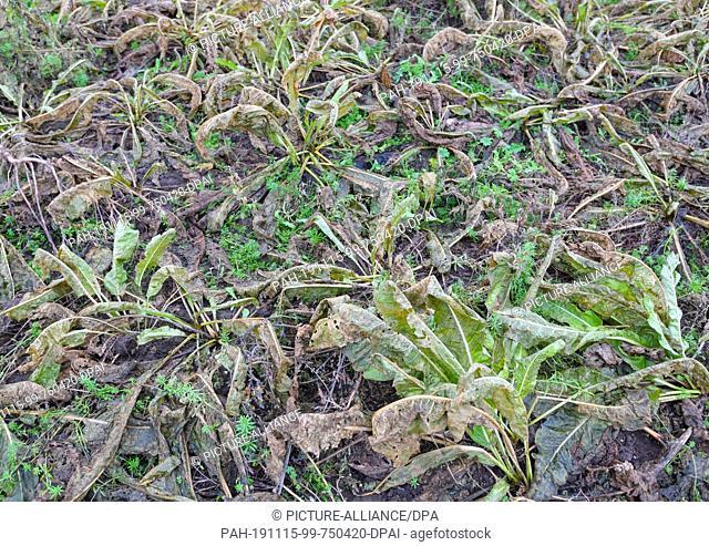13 November 2019, Brandenburg, Klein Klessow: Horseradish plants whose leaves had already frost can be seen on a field in the Spreewald