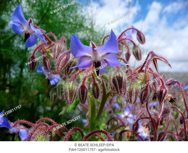 Blooming Borago officinalis in Sicily, Italy, 11 April 2019. Photo: Beate Schleep | usage worldwide. - ---/Sizilien/Italy