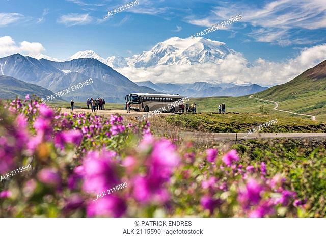 Tourists Mt. Mckinley From Stony Dome In Denali National Park, Interior, Alaska. Pink Dwarf Fireweed In The Foreground