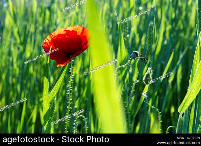 Poppies, cornfield, field flowers