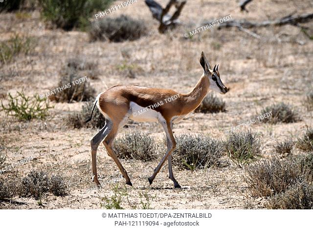 Young springbok (Antidorcas marsupialis) with just getting up in the South African Kgalagadi Transfrontier National Park