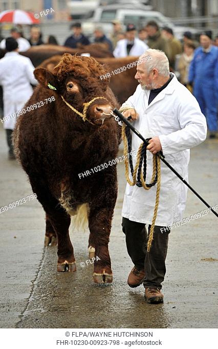Domestic Cattle, Luing bull, being paraded by farmer prior to sale at market, Castle Douglas, Dumfries and Galloway, Scotland, february