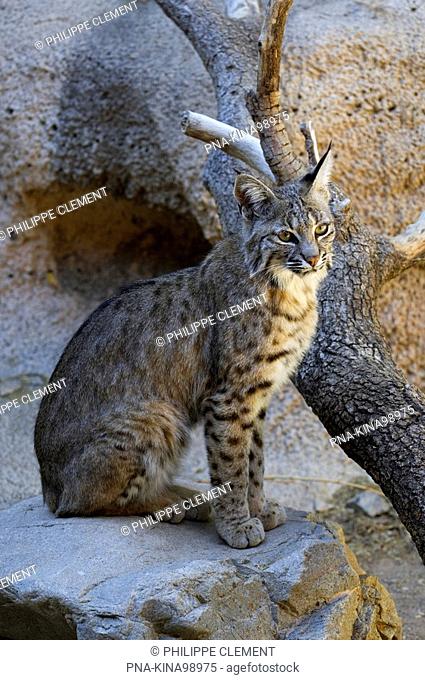 Bobcat Lynx rufus - Arizona, United States of America, USA, North America