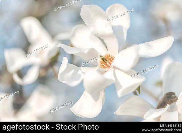 Close up of magnolia flower