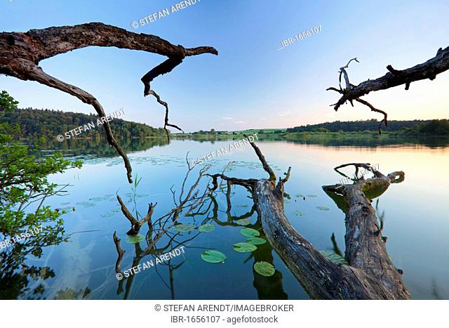 Old tree branches on Lake Mindelsee, Baden-Wuerttemberg, Germany, Europe