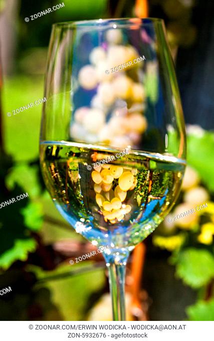Weinglas mit Wein im Weinberg eines Winzers. Weingarten im Herbst. Reife Weintrauben