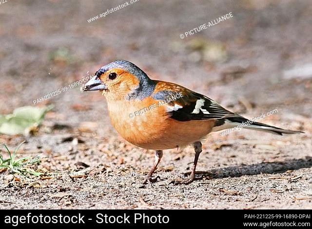 09 June 2022, Berlin: 09.06.2022, Berlin. A male chaffinch (Fringilla coelebs) is sitting on a sandy path with soil and tiny seeds in its beak
