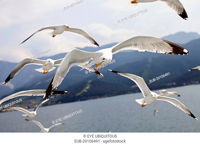 Flock of Seagulls in flight