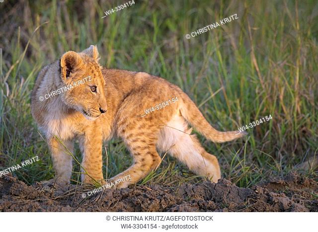 African Lion cub, Masai Mara National Reserve, Kenya, East Africa