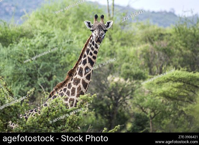 Masai giraffe (Giraffa tippelskirchii), Tsavo National Park, Kenya, Africa