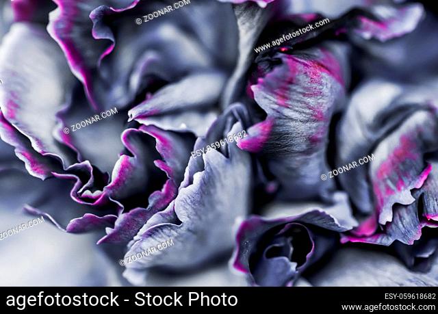 Retro art, vintage card and botanical concept - Abstract floral background, black carnation flower. Macro flowers backdrop for holiday brand design