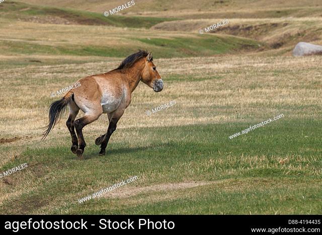 Asia, Mongolia, Hustai National Park, . Przewalski's horse or Mongolian wild horse or Dzungarian horse ( Equus przewalskii or Equus ferus przewalskii)