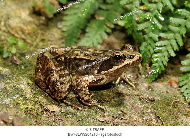 Iberian frog, Spanish frog Rana iberica, on mossy stone, Spain, Galicia, Naturpark Monte Aloia