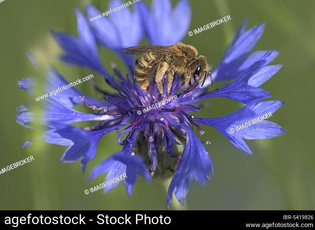Sweat Bee (Halictus scabiosae), Cornflower (Cyanus segetum) nature park Park Frau-Holle-Land, Lower Saxony, Germany, Europe