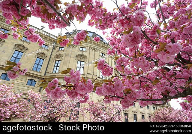 23 April 2022, Bavaria, Würzburg: The residence stands behind blooming Japanese ornamental cherries. Photo: Karl-Josef Hildenbrand/dpa