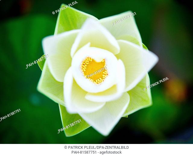 A lotus flower pictured at the water lily farm in Gross Rietz, Germany, 26 June 2016. Christian Meyer-Zilinski has been growing rare and new types of water lily...