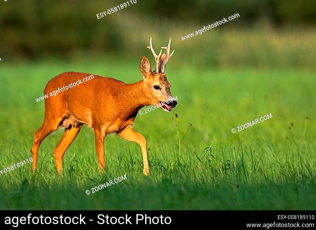 Calm roe deer, capreolus capreolus, buck going on meadow with green grass and reed in background. Wild herbivore taking a step forward in summer